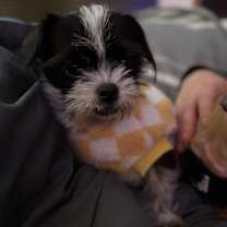 Thumbnail photo of Toto #2