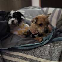 Thumbnail photo of Toto #3