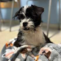 Thumbnail photo of Toto #4