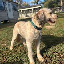 Thumbnail photo of Teddy Wilson #3