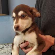 Thumbnail photo of Hodor #1