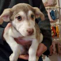 Thumbnail photo of Ghost #1