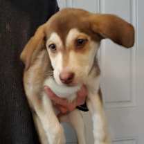 Thumbnail photo of Stella Luna #1