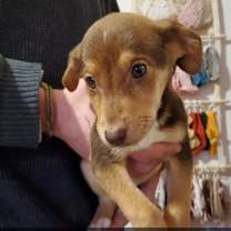 Thumbnail photo of Mocha #1