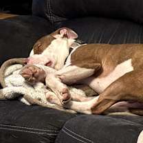 Thumbnail photo of Stix #2