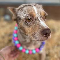 Thumbnail photo of Merry Mistletoe #1