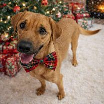 Thumbnail photo of Dallas #1