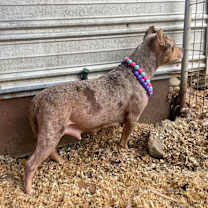 Thumbnail photo of Merry Mistletoe #3