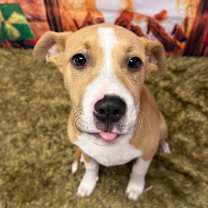 Thumbnail photo of Pikachu #2