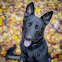 Thumbnail photo of Clover #1