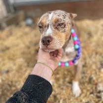 Thumbnail photo of Merry Mistletoe #4