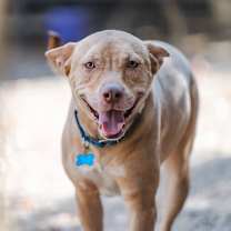 Thumbnail photo of Diesel #1