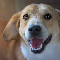 Thumbnail photo of Gibby #1