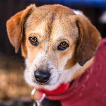 Thumbnail photo of Gibby #3