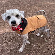 Thumbnail photo of Quill #3