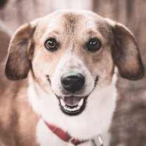 Thumbnail photo of Gibby #4