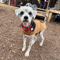 Thumbnail photo of Quill #4