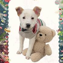 Thumbnail photo of Indra #1