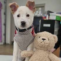 Thumbnail photo of Indra #2