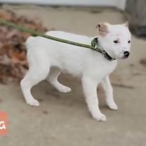 Thumbnail photo of Indra #3