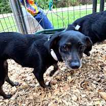 Thumbnail photo of JOSIE #4