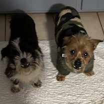 Thumbnail photo of Bruno #4