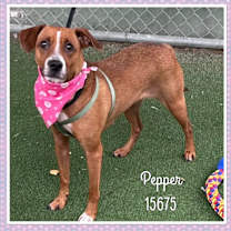 Thumbnail photo of PEPPER #4