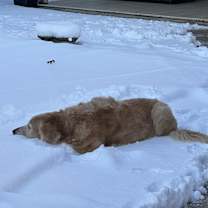 Thumbnail photo of Thor #2