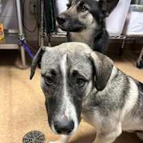 Thumbnail photo of JULIAN #1