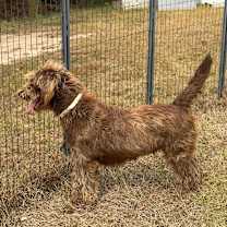 Thumbnail photo of HAZEL #2