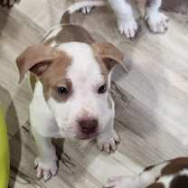 Thumbnail photo of Dasher #1