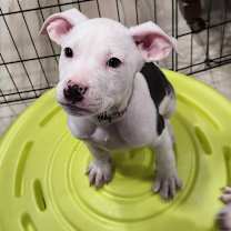 Thumbnail photo of Donner #1