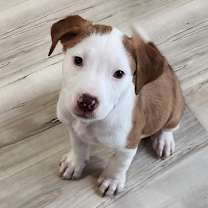 Thumbnail photo of Comet #1