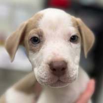 Thumbnail photo of Dasher #2