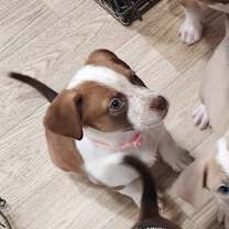 Thumbnail photo of Prancer #3