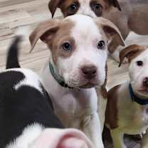 Thumbnail photo of Dasher #3