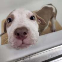 Thumbnail photo of Dasher #4