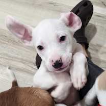 Thumbnail photo of Donner #4