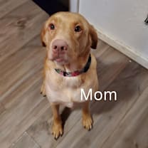 Thumbnail photo of Hodor #3