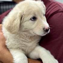 Thumbnail photo of Juicy #4