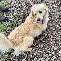 Thumbnail photo of Curly Joe #2