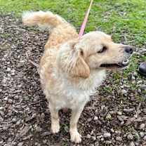 Thumbnail photo of Curly Joe #3