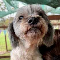 Thumbnail photo of Cody #3