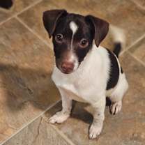 Thumbnail photo of Milo #3