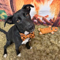 Thumbnail photo of Acorn #1