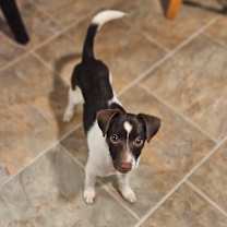 Thumbnail photo of Milo #4