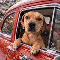 Thumbnail photo of Jolly #1