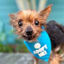 Thumbnail photo of Mittens #1