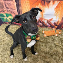 Thumbnail photo of Acorn #2