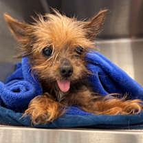 Thumbnail photo of Mittens #2